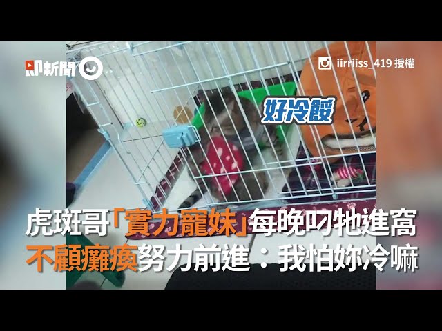 虎斑哥「實力寵妹」每晚叼牠進窩 不顧癱瘓努力前進: 我怕妳冷嘛